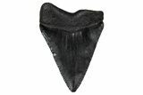 Juvenile Megalodon Tooth - South Carolina #340480-1